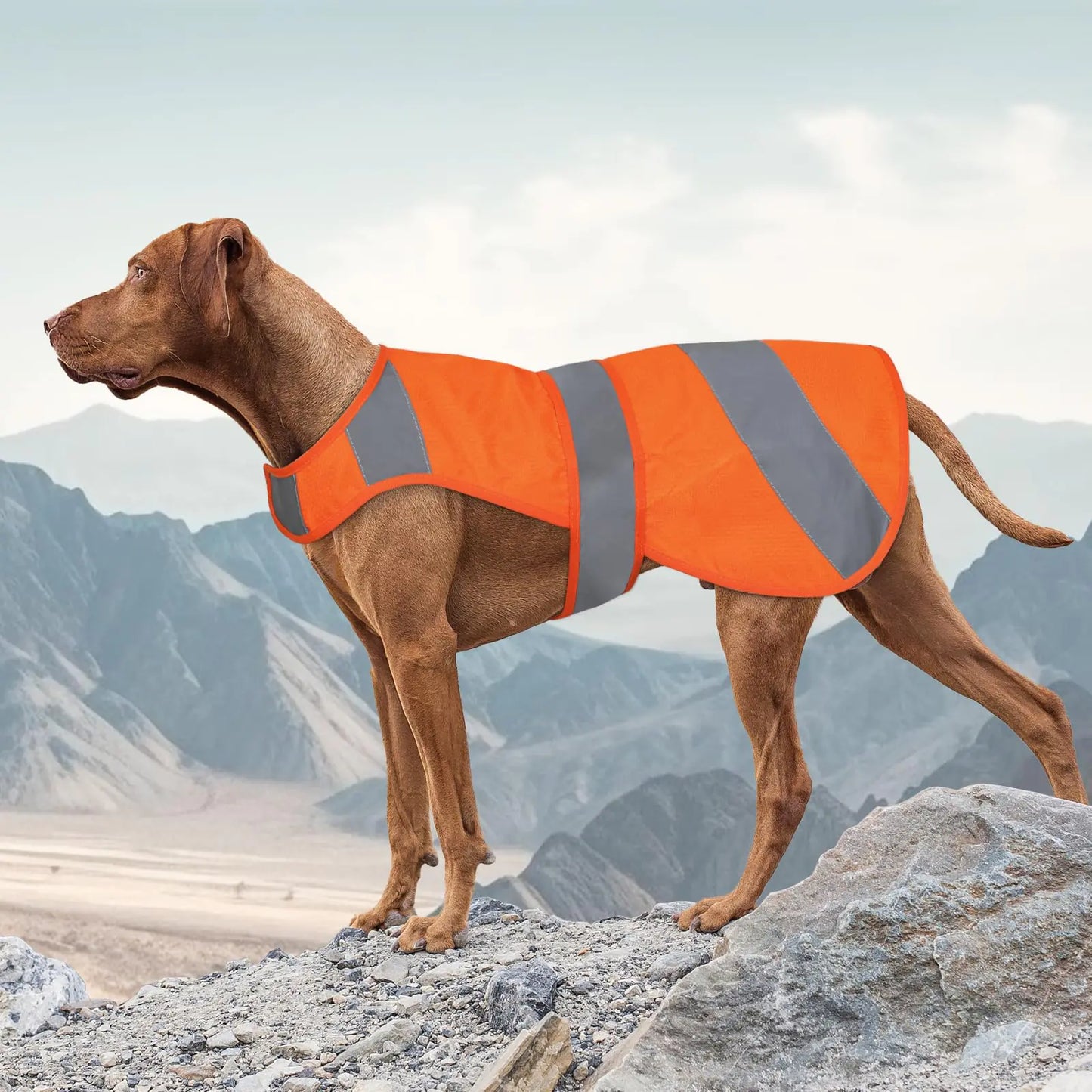 Hi-Vis Adjustable Dog Vest