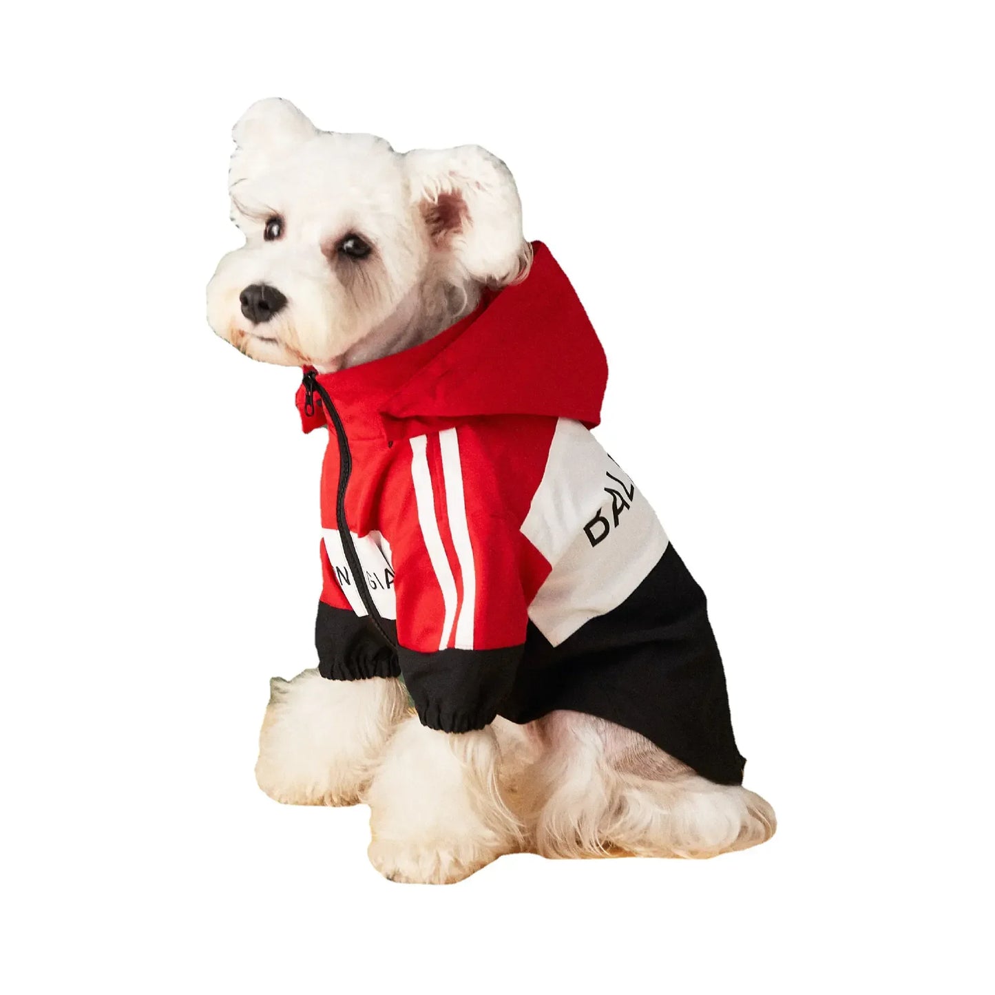 Small white dog in red, black, and white hooded jacket, outdoor gear fashion style