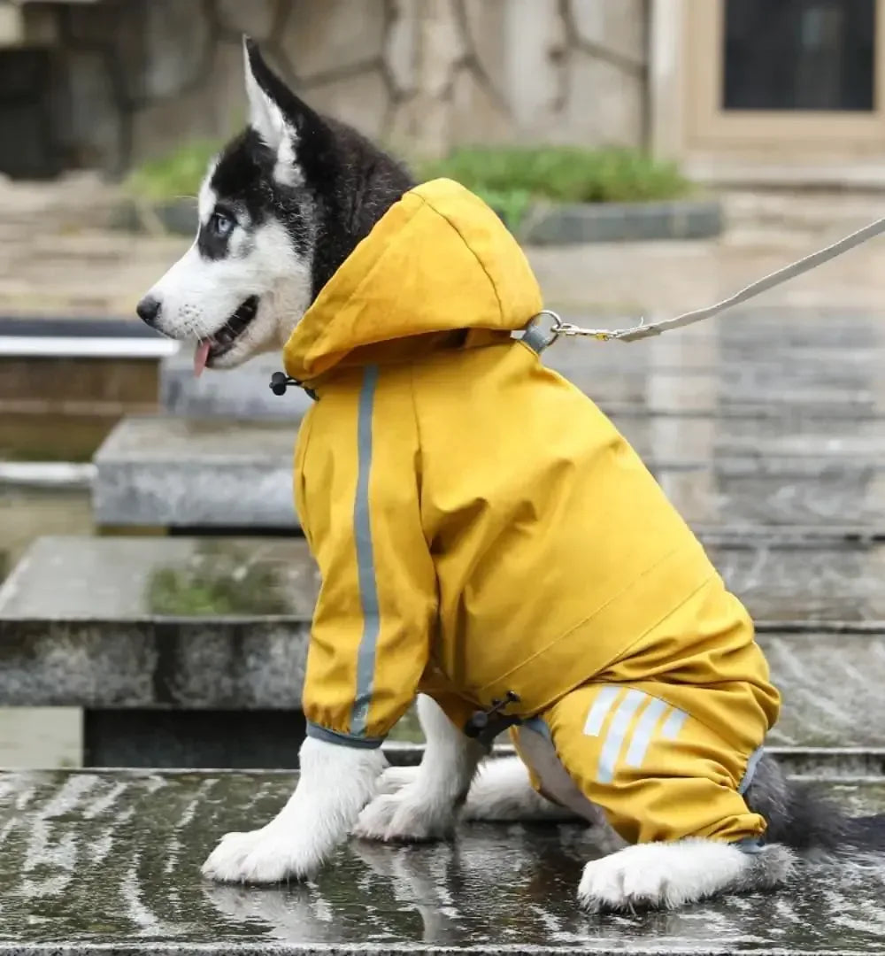 Husky dog in yellow waterproof outdoor jacket on leash, sitting beside wet stone steps