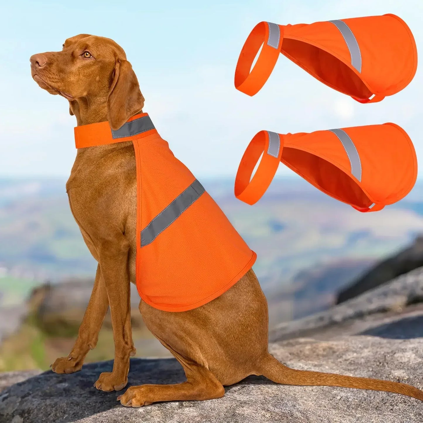 Dog wearing high-visibility orange hiking vest with reflective strip for outdoor adventures