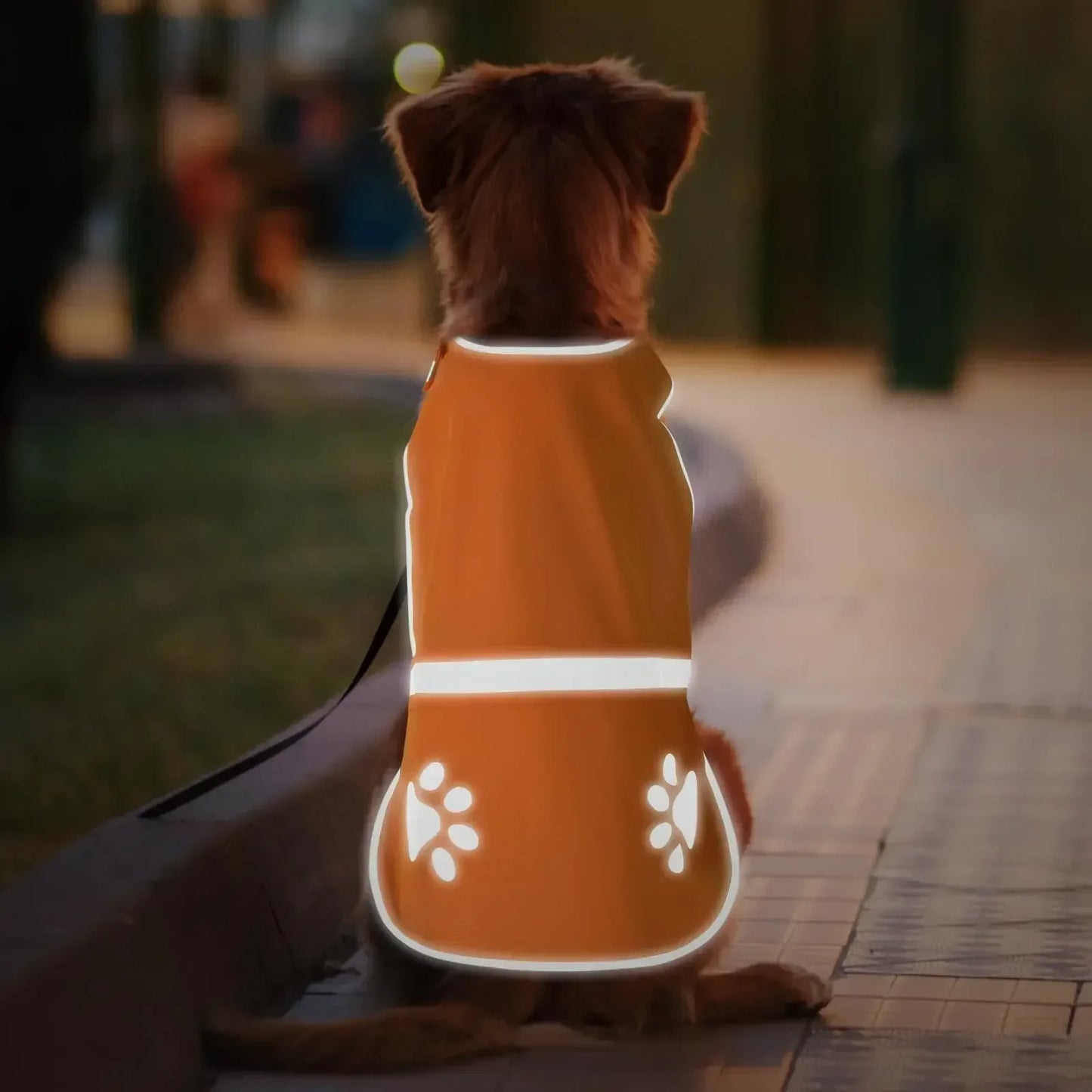 Dog wearing an orange reflective safety vest on a sidewalk at dusk, outdoor pet gear