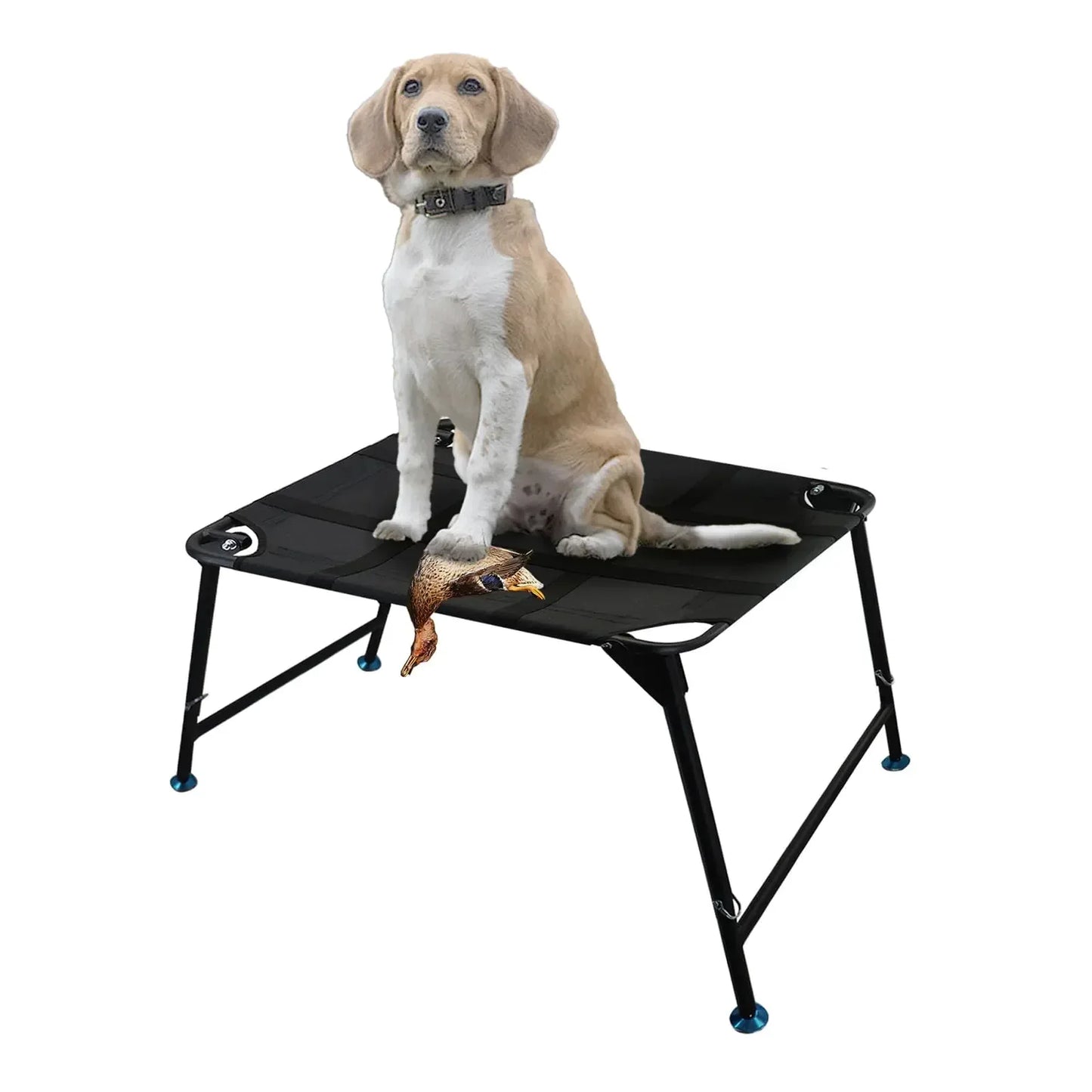 Camping dog training platform with beagle puppy and toy duck, durable hiking gear from Hacksoutdoors.